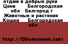 отдам в добрые руки  › Цена ­ 1 - Белгородская обл., Белгород г. Животные и растения » Кошки   . Белгородская обл.